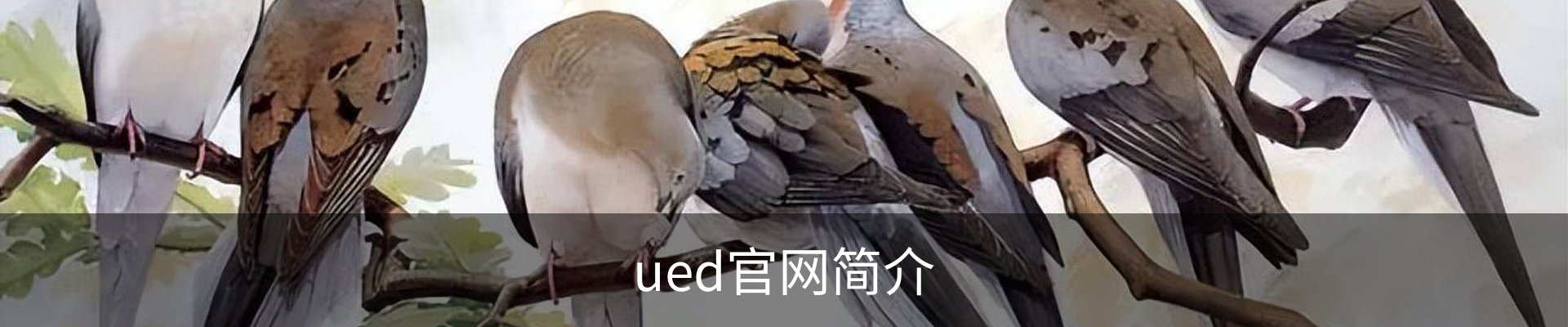 ued官网简介